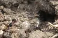 Обектив Tamron AF 28-300mm f/3.5-6.3 XR LD Aspherical (IF) Macro (А06) за Nikon F байонет, снимка 17