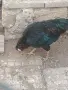 Пилета мапуче араукана , снимка 2