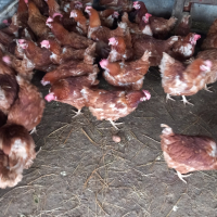 кокошки носачки Ломан Браун и Ярки, снимка 2 - Кокошки и пуйки - 44707028