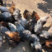 Катунски кокошки , снимка 4 - Кокошки и пуйки - 41629923