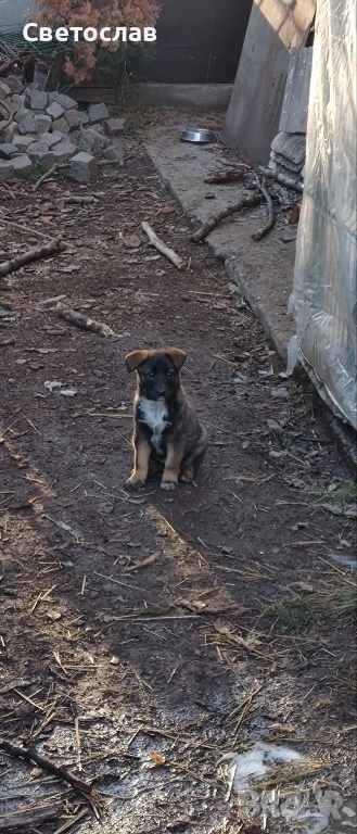 Подарявам кученца - белгийска овчарка (Малиноа) микс, снимка 1