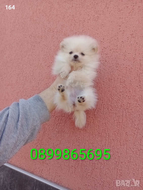 Реални снимки от 27.12.25 г.  Померан. Мини момиченце. , снимка 1