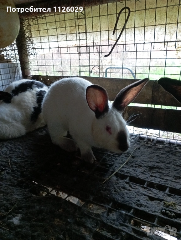 Калифорнийски мъжки заек -запложда , снимка 1