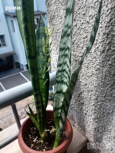 Сансевиера ,висока 70см ,три  корена и едно бебенце , снимка 1