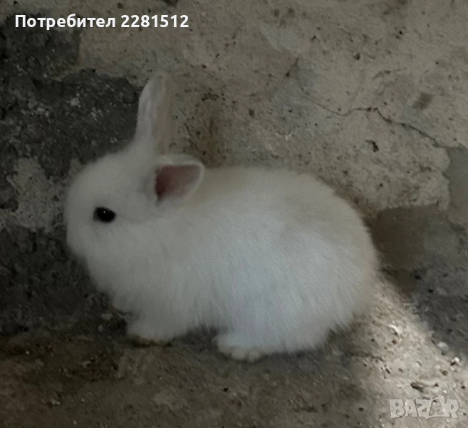 Декоративно зайче, снимка 1