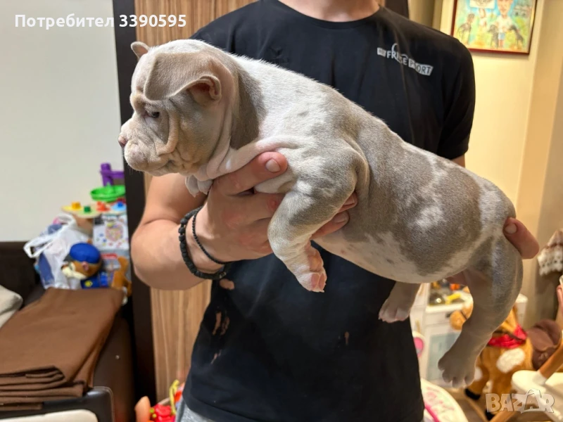 Американско були Покет Момиче, снимка 1