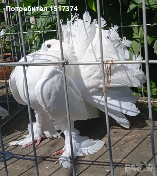 Двойка гълъби фенерлии , снимка 1