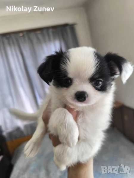 Дългокосместо момче чихуахуа , снимка 1