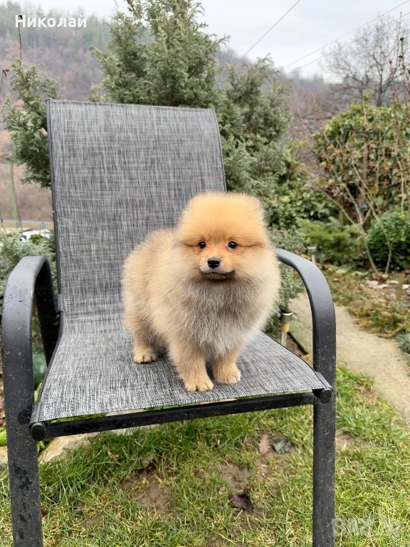 Померан момче със втора ваксина, снимка 1