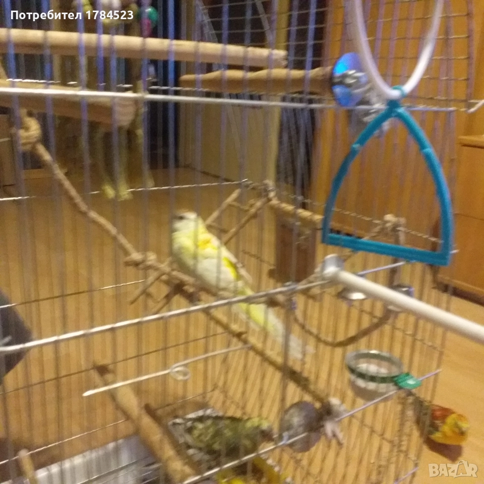 Поен папагал 2025г., снимка 1