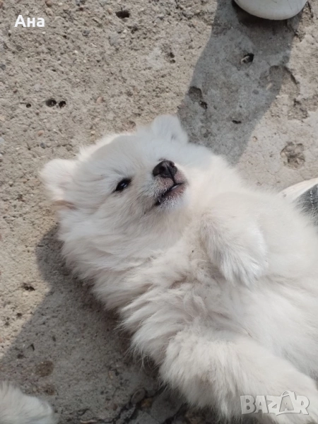 Мини шпиц, снимка 1