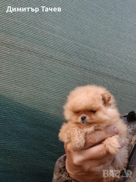 Женско померанче Бо, снимка 1