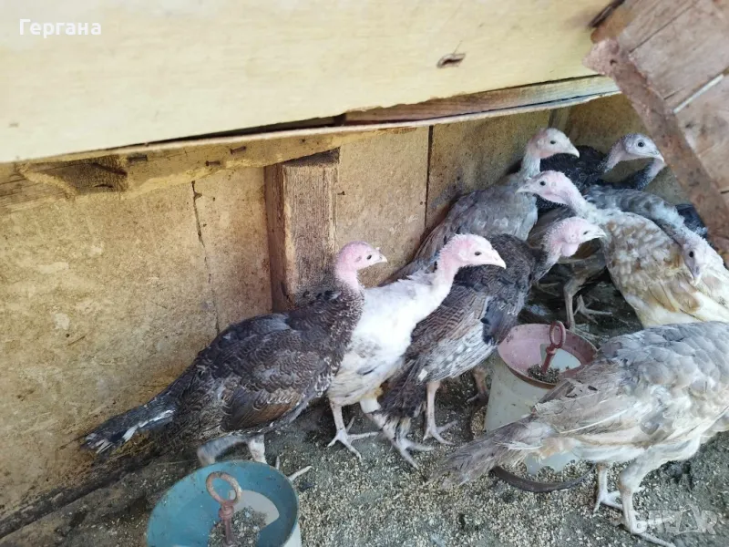 приемам заявки пуйки за клане , снимка 1