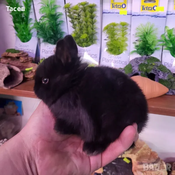 Мини зайчета, снимка 1