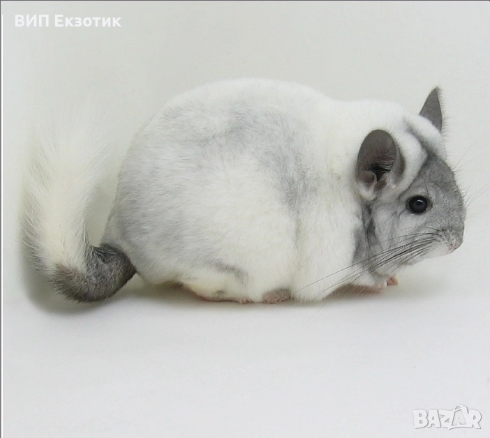 ПРОДАВА ЧИНЧИЛА, снимка 1