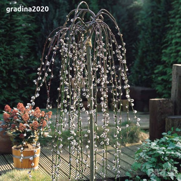    Плачеща върба (Salix caprea 'Kilmarnock'), снимка 1