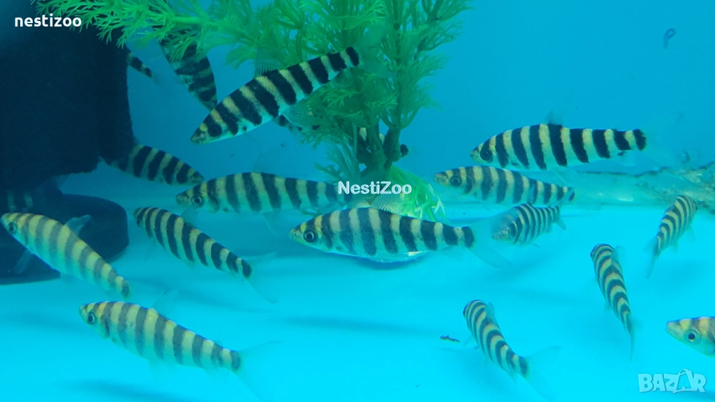 ЛЕПОРИНУС, снимка 1