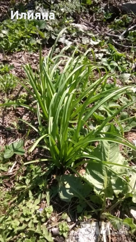 Самардала,Левурда,Иглика,Коприва,Лапад,Розмарин,Песто от Коприва,Песто от Левурда, снимка 3 - Сортови семена и луковици - 44686395