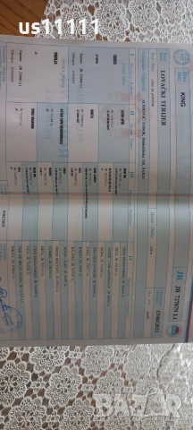 елитен ягдтериер с родословие 4 месеца , снимка 7 - Ягдтериер - 53757461