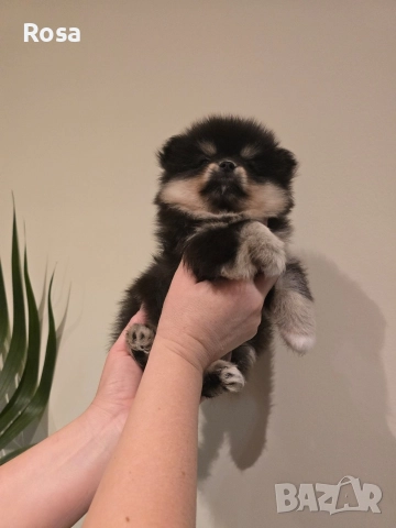 Продавам померани , снимка 2 - Померан - 52681968