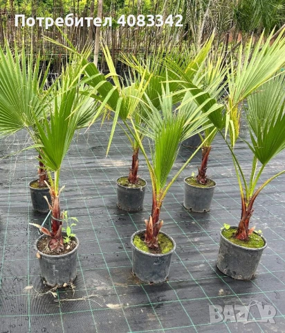 Вашингтония , снимка 2 - Градински цветя и растения - 50495061