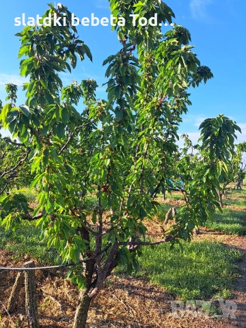 УСЛУГИ ПО ЛОЗАРСТО И ОВОЩАРСТО , снимка 4 - Други оферти за работа - 52306654