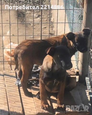 Белгийски овчарки-Малиноа , снимка 5 - Други - 52341802