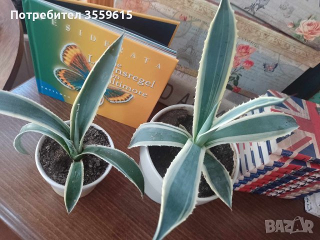  екзотично растение тип алое от Португалия. В керамична саксия., снимка 1