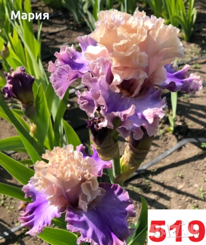 Сортови вискоки ириси /брадати ириси, снимка 15 - Сортови семена и луковици - 46410730
