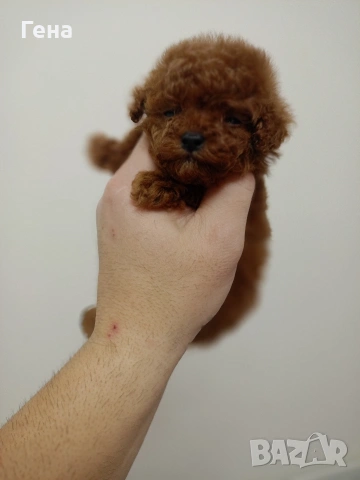 тийкъп женско пуделче , снимка 2 - Пудели - 53066478
