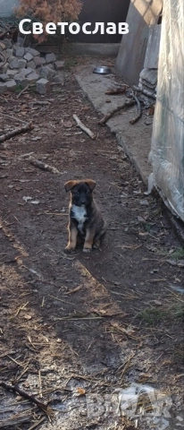 Подарявам кученца - белгийска овчарка (Малиноа) микс