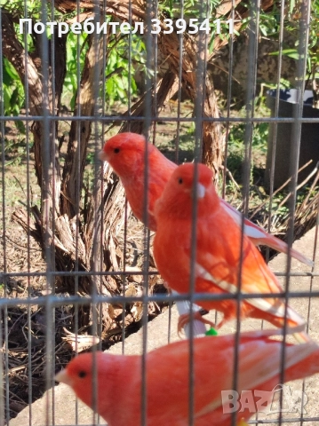 Продавам цветни канари, снимка 6 - Канари - 52188924