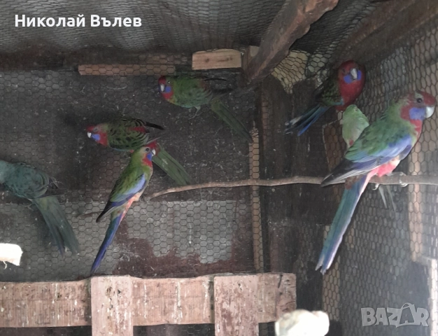 Пенанти , снимка 12 - Папагали - 52105277