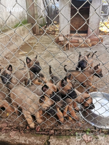 продам белгийски овчарки малиноа , снимка 3 - Белгийска овчарка - 49319194