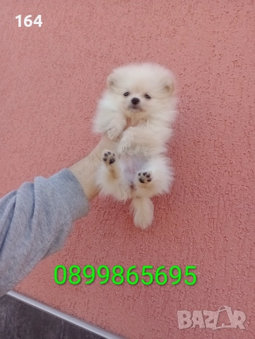 Реални снимки от 27.12.25 г.  Померан. Мини момиченце. 