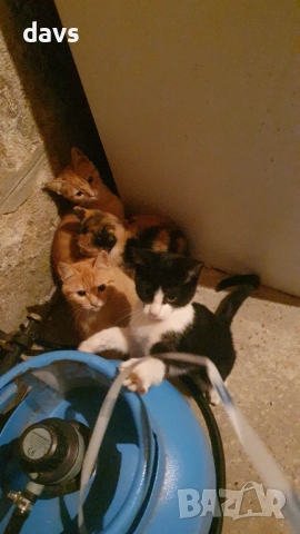 Малки котета – различни шарки, снимка 13 - Други - 51941131