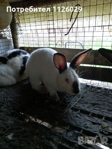 Калифорнийски мъжки заек -запложда 