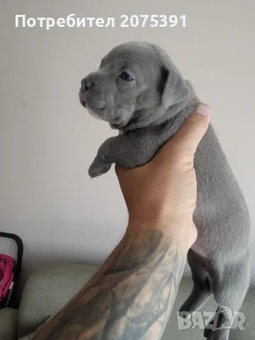 Топ Американско були покет American bully , снимка 10 - Други - 55673088