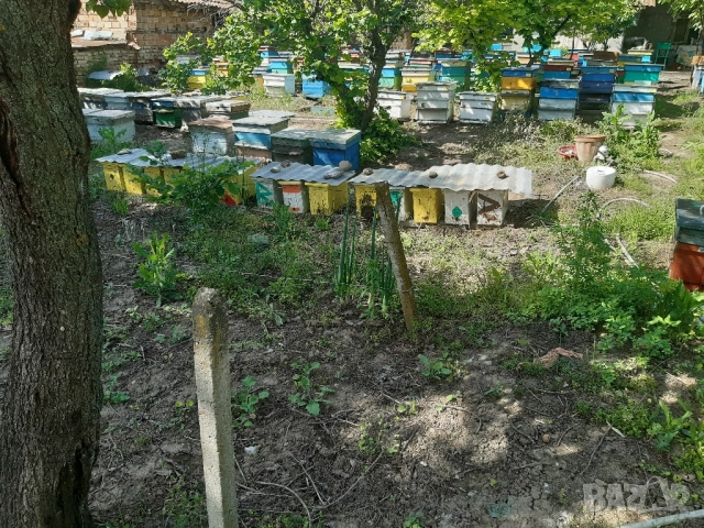 Ранни пчелни отводки 2026 г., снимка 2 - Други - 36401283