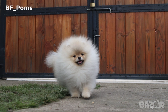 Страхотно момченце померан с родословие FCI, снимка 3 - Померан - 52918943