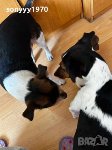 ДЖАК РЪСЕЛ БЕБЕТА-250ЛВ ЗА БРОЙ 1509251635, снимка 8 - Джак ръсел териер - 51722652