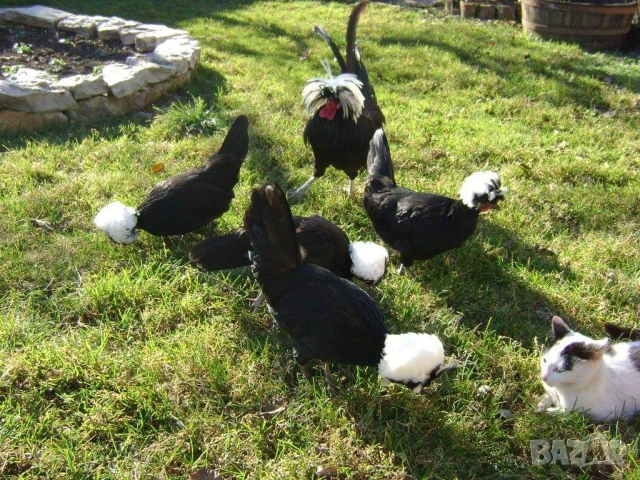 Яйца от холандски качулати, снимка 2 - други­ - 53702012