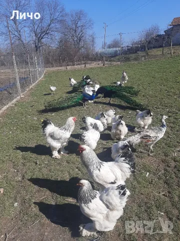 яйца от брама , снимка 1