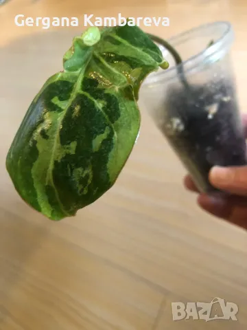 Philodendron Gloriosum Snow Leopard 