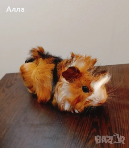 Продава малки морски свинчета , снимка 3 - Морски свинчета - 53487794