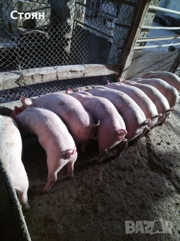 Свободни прасенца!!, снимка 4 - Прасета - 53758889