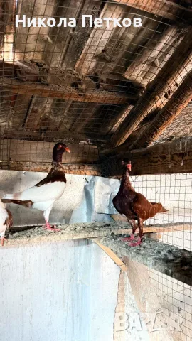 Продавам гълъби датски летачи, снимка 9 - Гълъби - 56215543
