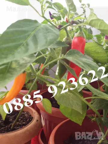Био Люти Чушки в Саксия Екологично и Биологично Отглеждани + ПОДАРЪК, снимка 4 - Разсади - 37047638