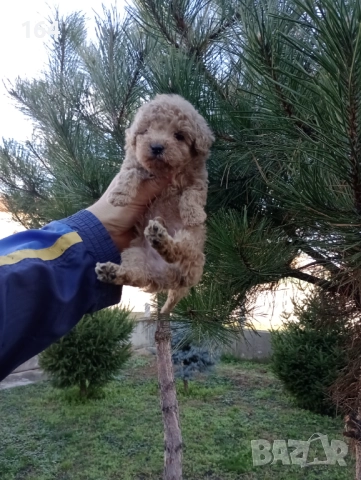 Мъжко Пуделче , снимка 3 - Пудели - 52666736