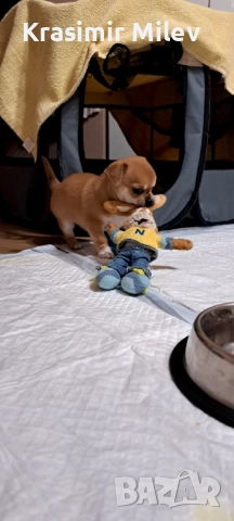 малко момченце мини чихуа, снимка 13 - Чихуахуа - 52515787